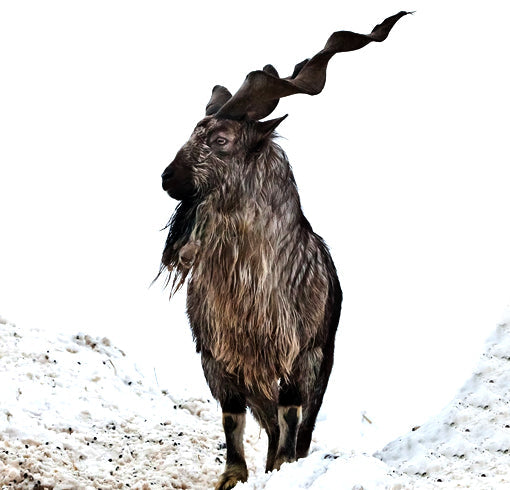 kashimir Markhor