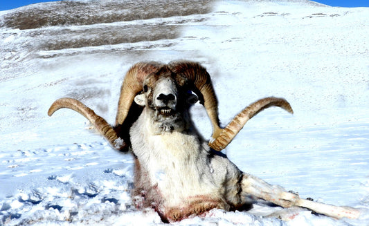 Marco Polo sheep1