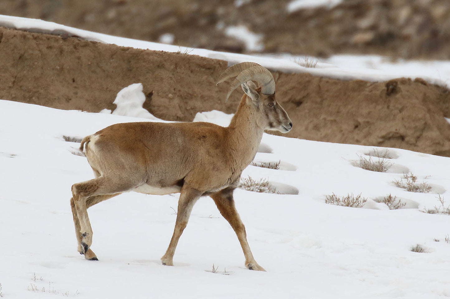 Balochistan Urial expedition — representative urial in rocky mountain habitat. Photo: Fabrice Stoger, CC BY-SA 4.0.