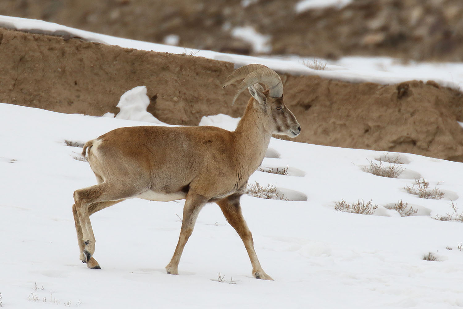 Balochistan Urial expedition — representative urial in rocky mountain habitat. Photo: Fabrice Stoger, CC BY-SA 4.0.