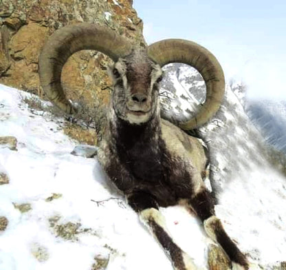 bluesheep