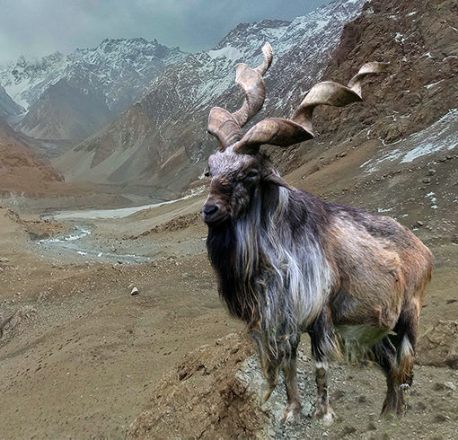 kashimr markhor