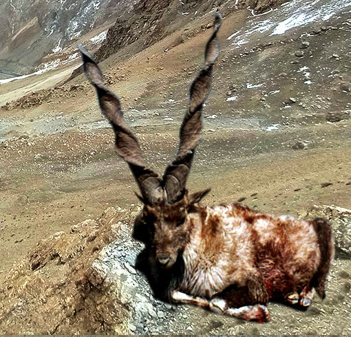 kashimr markhor