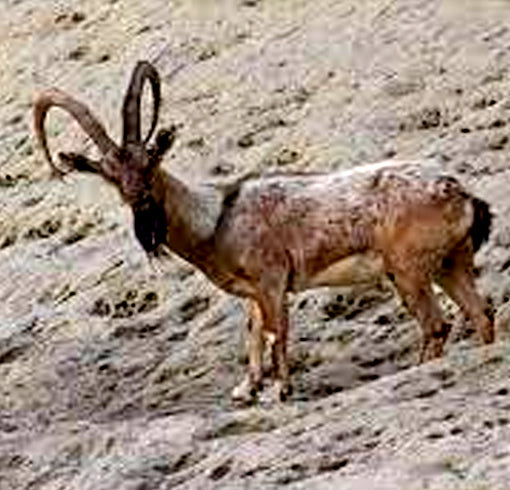 sind ibex
