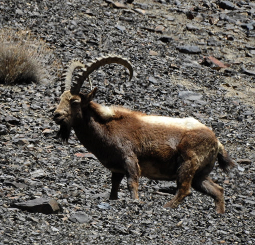 Ibex
