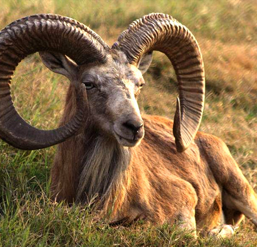 Blandford Urial