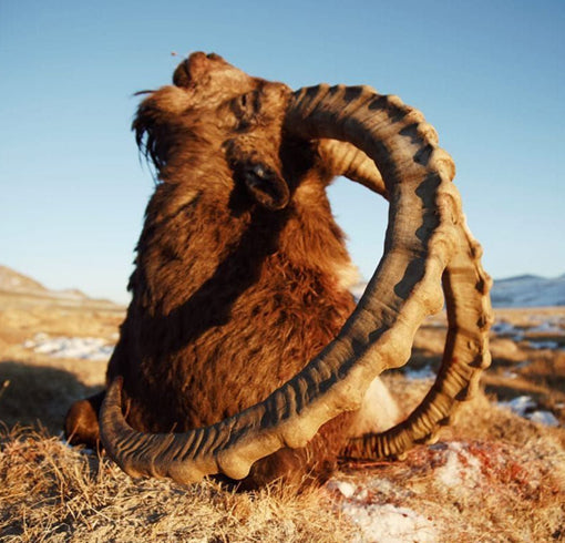 ibex tajisktan