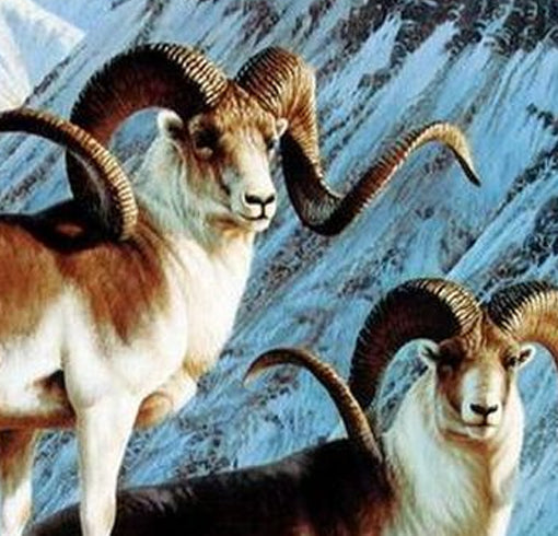 Marco Polo sheep